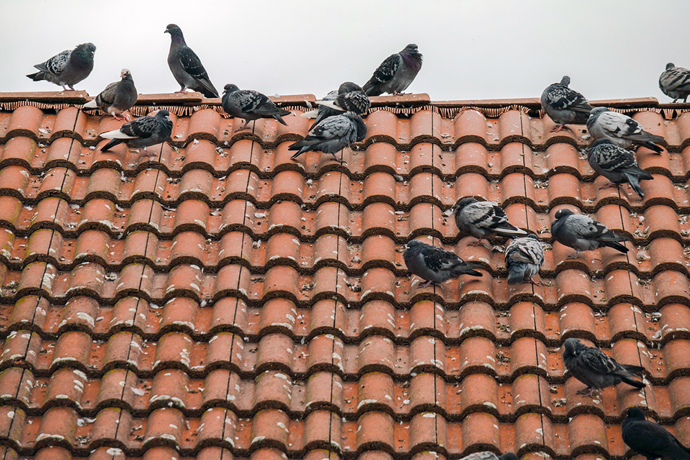 Grobe Verschmutzungen verursacht durch Tauben auf dem Dach